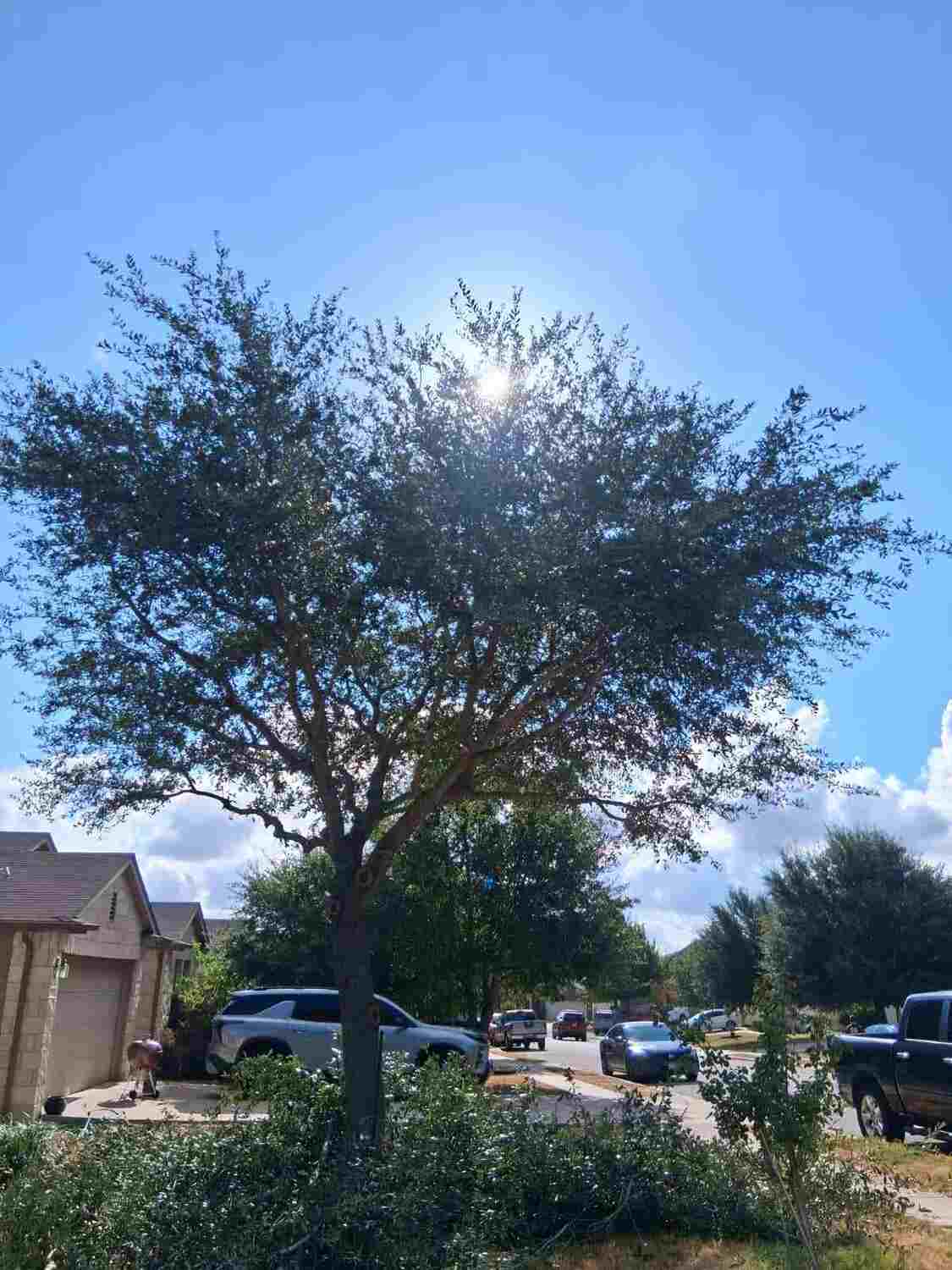 Poda de árbol, trabajando